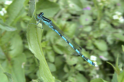 Libellule sur végétation.