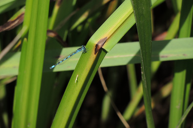 Libelle auf Secke Gras.
