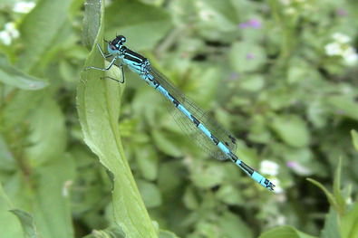 Libelle auf Secke Gras.
