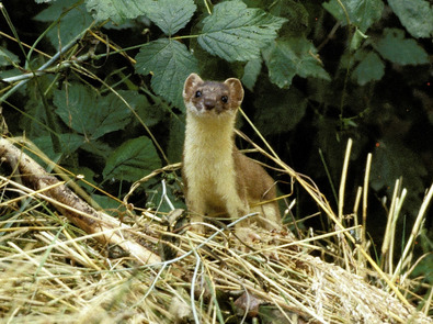 (c) Markus Jenny Hermelin