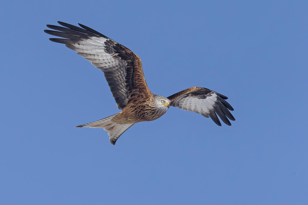 Rotmilan im Flug