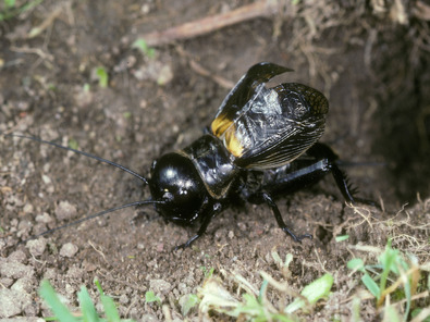 (c) Albert krebs Feldgrille