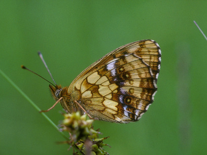 Nacré de la sanguisorbe