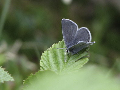 (c) Dominik Hagist Argus frêle