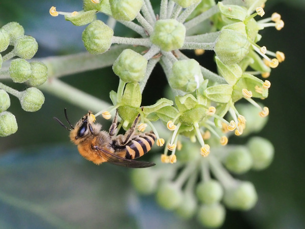 Efeu Seidenbiene auf Efeu Blüte