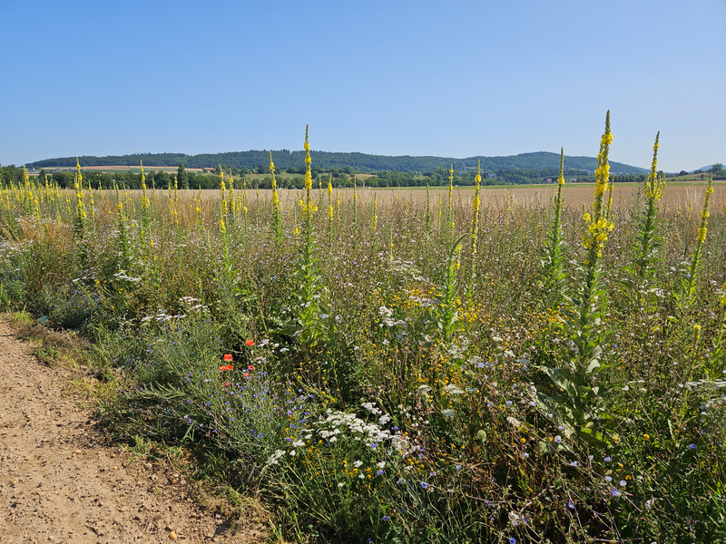Brache mit blühende Königskerzen