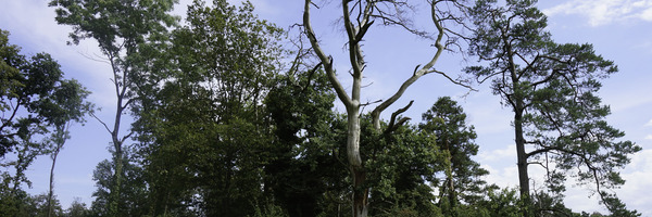 Lisière fortestière étagée avec arbre mort et buissons