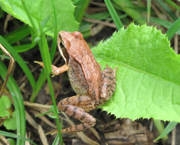 Grasfrosch auf Blatt