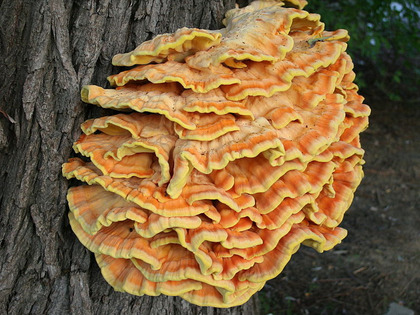 Polypore soufré