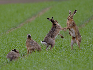 (c) Markus Jenny Lièvres