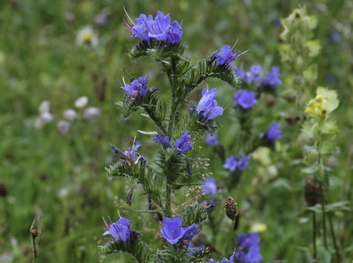 (c) Dominik Hagist Natternkopf