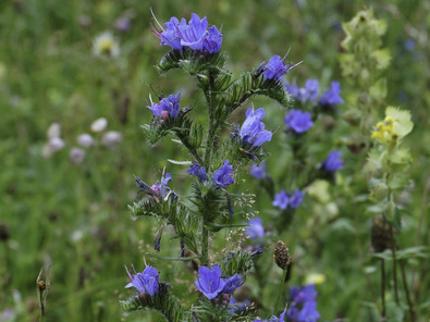 (c) Dominik Hagist Vipérine