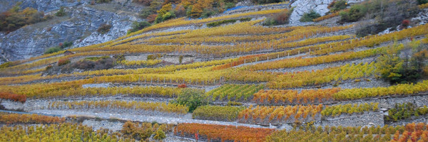 Rebbergen Wallis in Herbstfarben