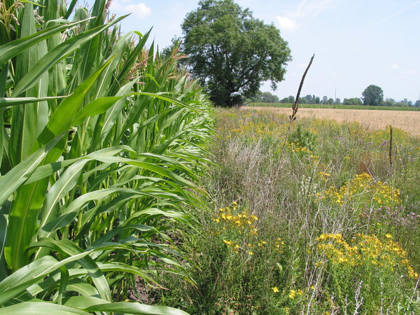 Mais Kultur mit Wildblumenstreifen neben an