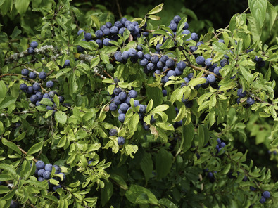 (c) Dominik Hagist Epine noire