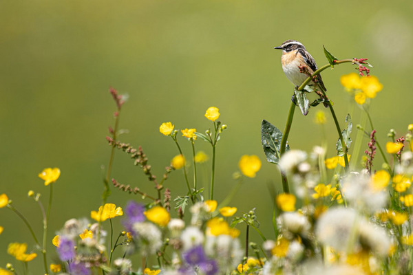 Vogel Braunkehlchen sitzt auf einem Halm in einer blühende Wiese