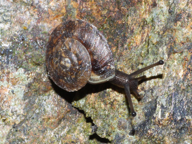 (c) Kurt Raez Soucoupe commune