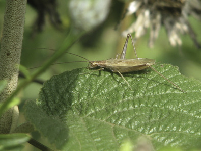 (c) Dominik Hagist Weinhähnchen