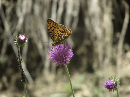 Schmetterling Feuriger Perlmutterfalter