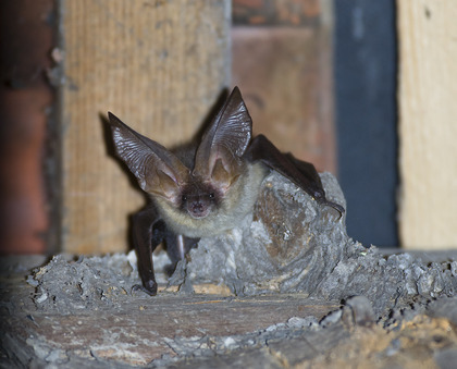 Fledermaus der Art Braunes Langohr