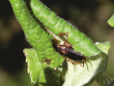 (c) A. Jorion Perce-oreille