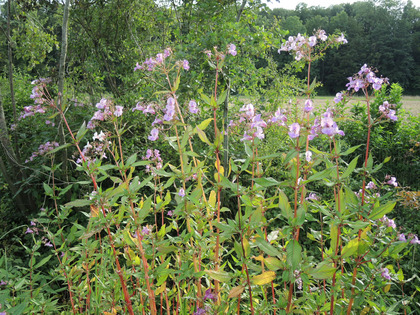 Peuplement d'Impatiente glanduleuse en fleur