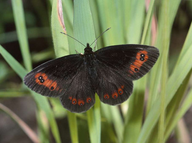 (c) Albert Krebs Waldteufel