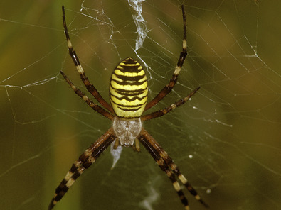 (c) Markus Jenny Épeire fasciée