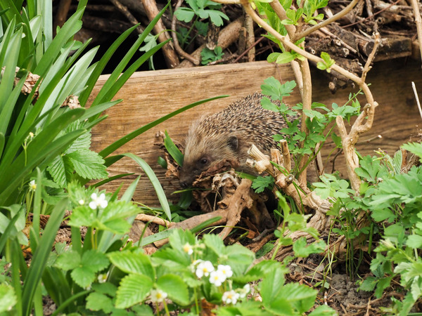 Igel mit Laub in der Schnauze