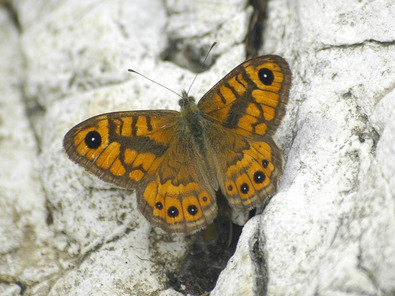 (c) Markus Jenny Mégère