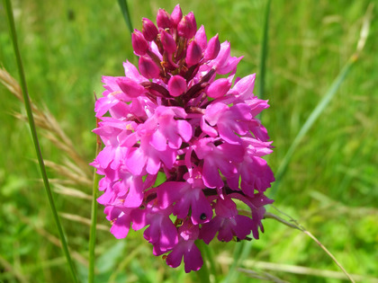 Pinke Blüte der Spitzorchis