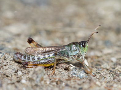 (c) Dominik Hagist Gomphocère des alpages
