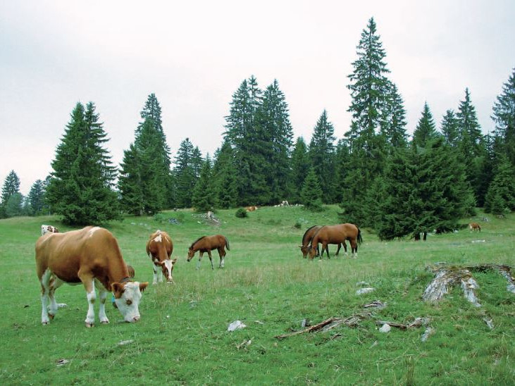 Pâturages boisés dans le Jura
