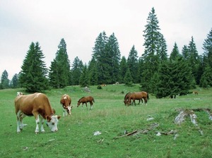 Juraweide mit Kühen und Pferden