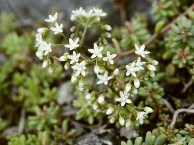 (c) Albert Krebs Orpin blanc