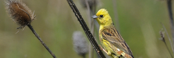 Vogel Goldammer