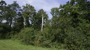 Gestufter Waldrand mit Büschen, abgestorbener Baum und einzelne hohe Bäume