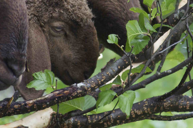(c) ProSpecieRara Spécimens de la race "Mouton d'Engadine" écorcent les rameaux d'aulne vert