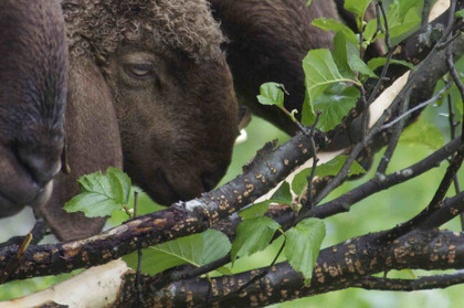 (c) ProSpecieRara Spécimens de la race "Mouton d'Engadine" écorcent les rameaux d'aulne vert