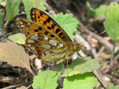 (c) Harald Suepfle Perlmuttfalter