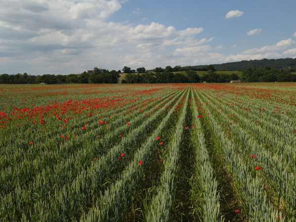 Getreide in weiten Reihen mit Mohnblumen