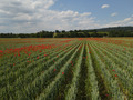 (c) Jan Pfister Getreide in weiten Reihen mit Mohnblumen