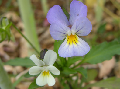 (c) Markus Jenny Ackerstiefmütterchen