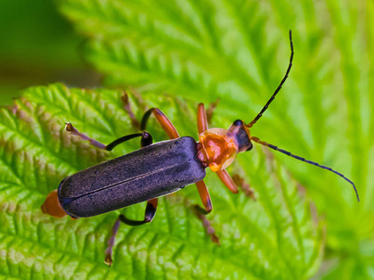 Weichkäfer