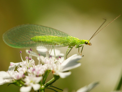 (c) Matthias Tschumi Florfliege