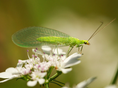 (c) Matthias Tschumi Florfliege