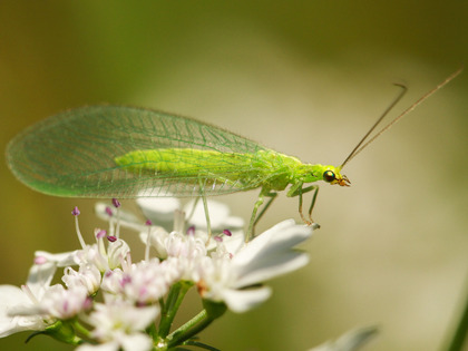 La chrysope