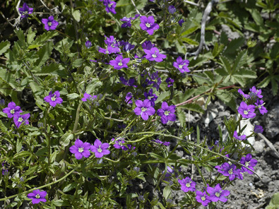 (c) Markus Jenny Venusspiegel