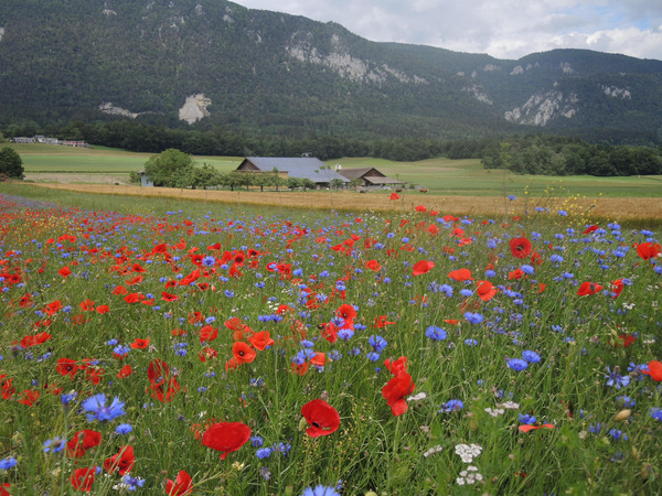 Blühstreifen im Vordergrund, im Hintergrund Bauernhof und Jurakette