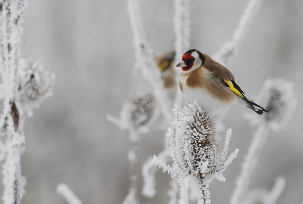 Chardonneret sur une carde en hiver